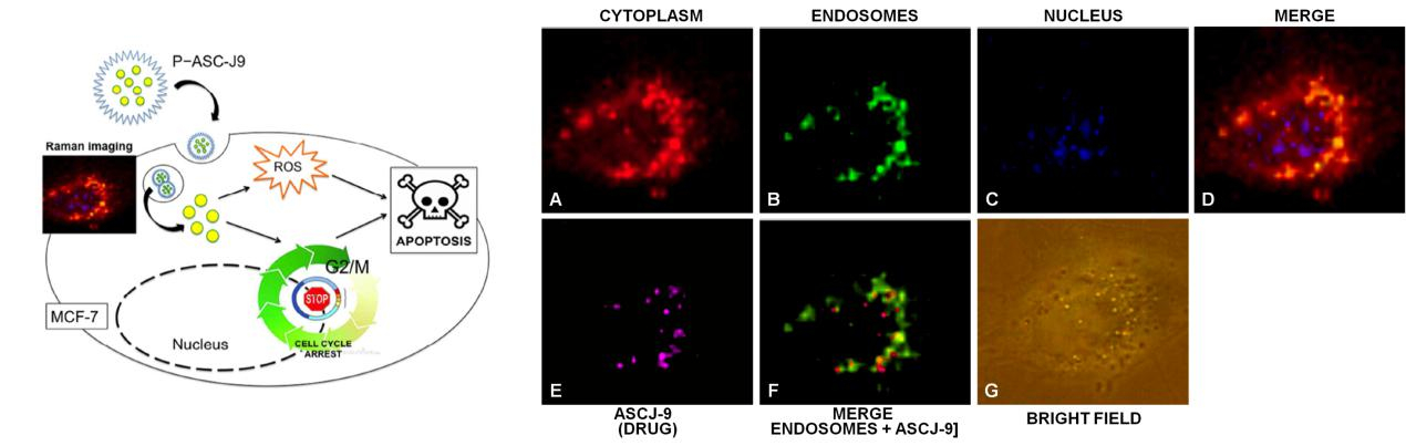 RAMAN SPECTROSCOPY FOR LABEL FREE CELLS ANALYSIS