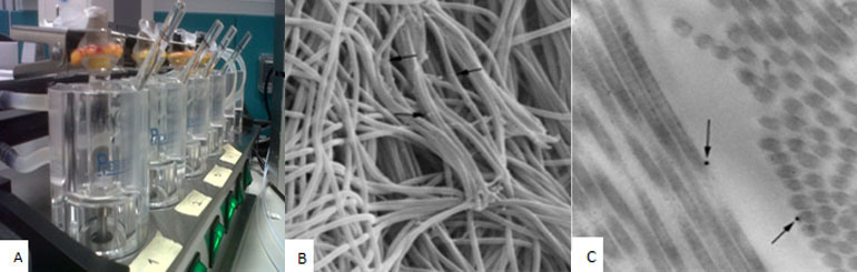 Transdermal transport studies