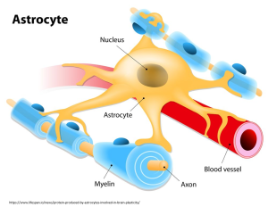 astrocyte_source