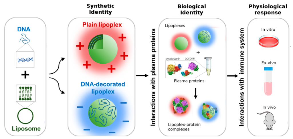 biomimetic LPs